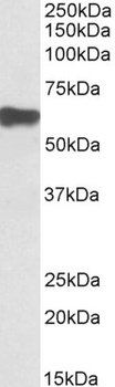 LIF Antibody