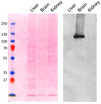 AOC3/VAP1 Antibody