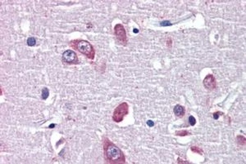 BDNF Antibody