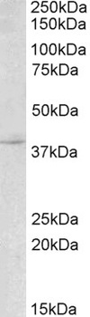 BDNF Antibody