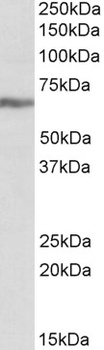 BDNF Antibody