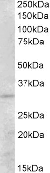 BDNF Antibody