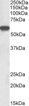 TBP Antibody
