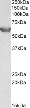 PRODH Antibody