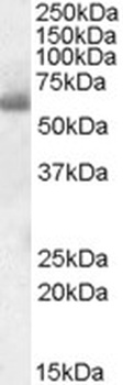 SYT1 Antibody