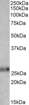 BBC3 Antibody