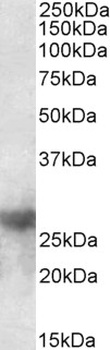 TP63 Antibody