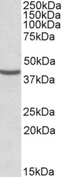 GLUT5 Antibody