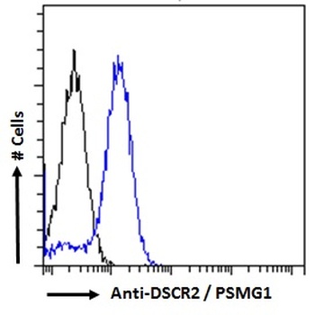 PSMG1 Antibody