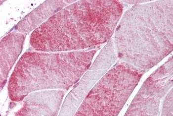 COG8 Antibody