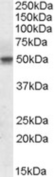 IL18 Antibody