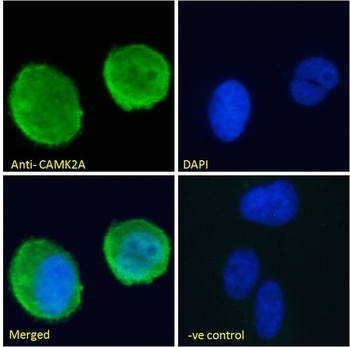 CAMK2A Antibody