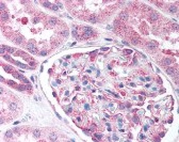 NES Antibody