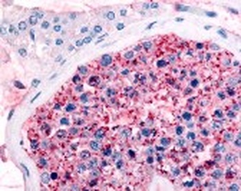 FZD9 Antibody