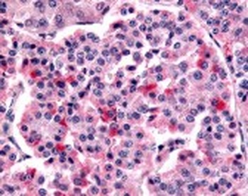FZD5 Antibody