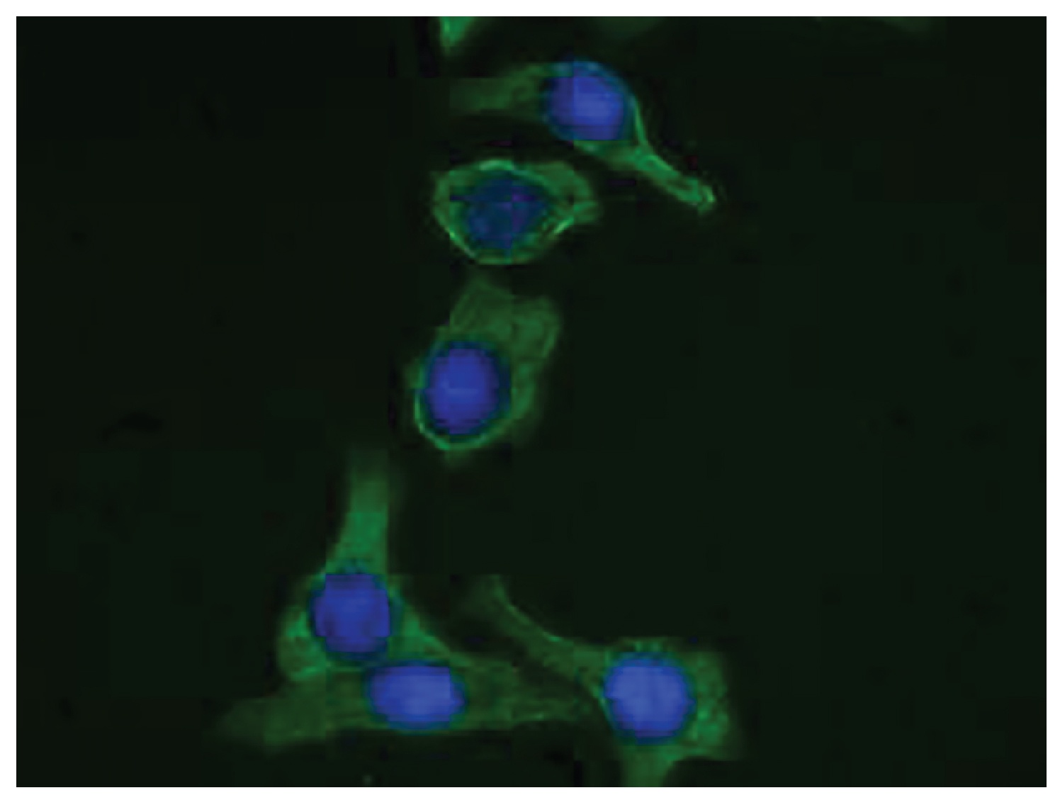 KRT19 Antibody (FITC)
