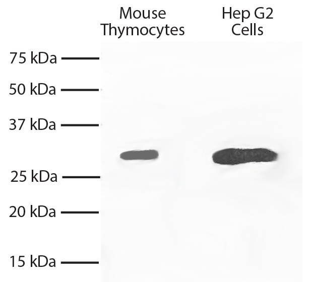 BCL2L1 Antibody