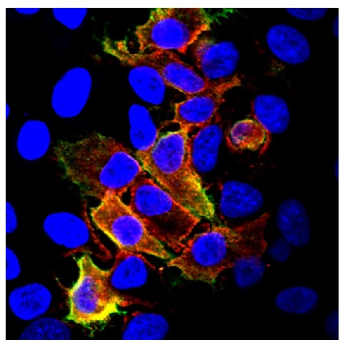 CD4 Antibody (PE)