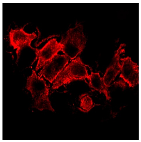 CD4 Antibody (PE)