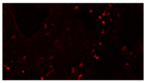 CD4 Antibody (PE)