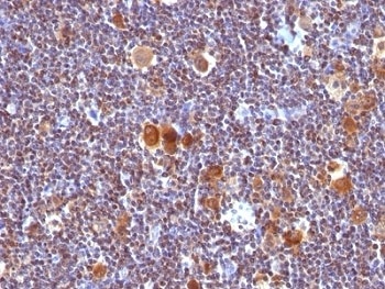 BAX Antibody