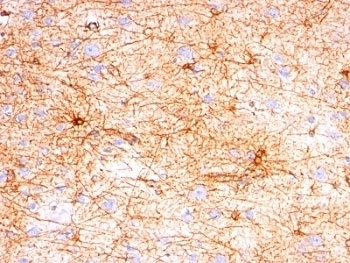 GFAP Antibody