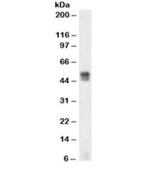 GFAP Antibody