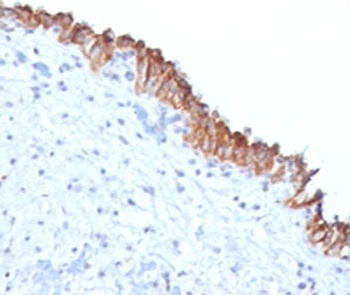 Hsp-16 Antibody