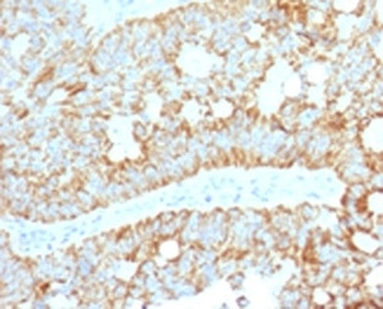 Hsp-16 Antibody