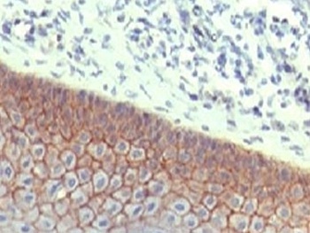CDH1 Antibody