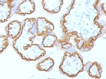 CDH1 Antibody
