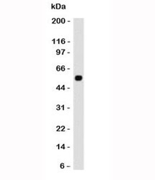 TP53 Antibody