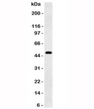 GFAP Antibody [GFA12-3]