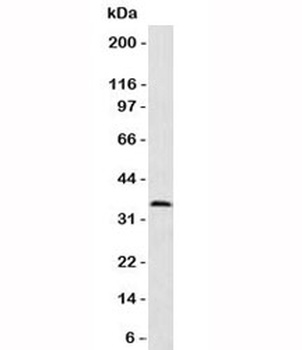 PCNA Antibody [PM441-1]