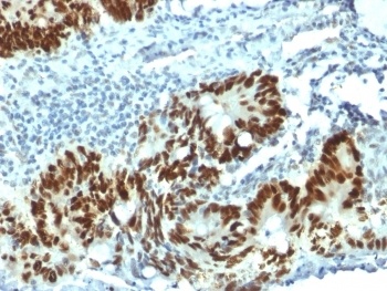 TP53 Antibody