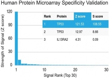 TP53 Antibody