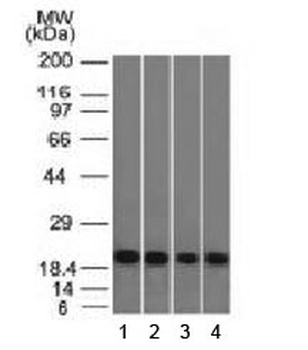 FTL Antibody