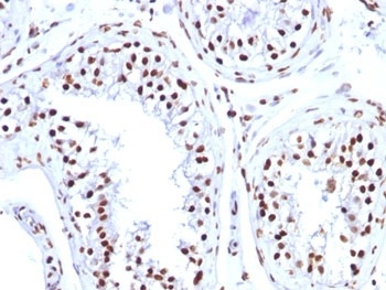 H1F0 Antibody