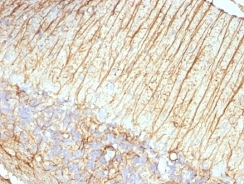 GFAP Antibody