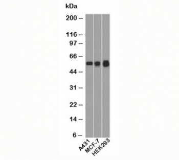 TP53 Antibody