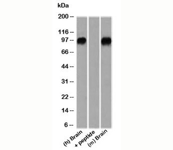 CTNNB1 Antibody