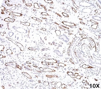 C4A Antibody