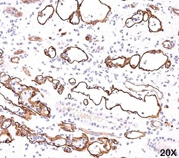 C4A Antibody