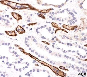 C4A Antibody