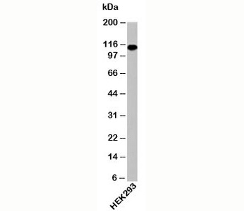IPO9 Antibody