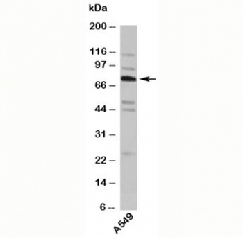 TNFAIP2 Antibody