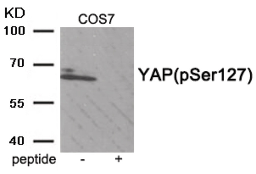 YAP1 Antibody