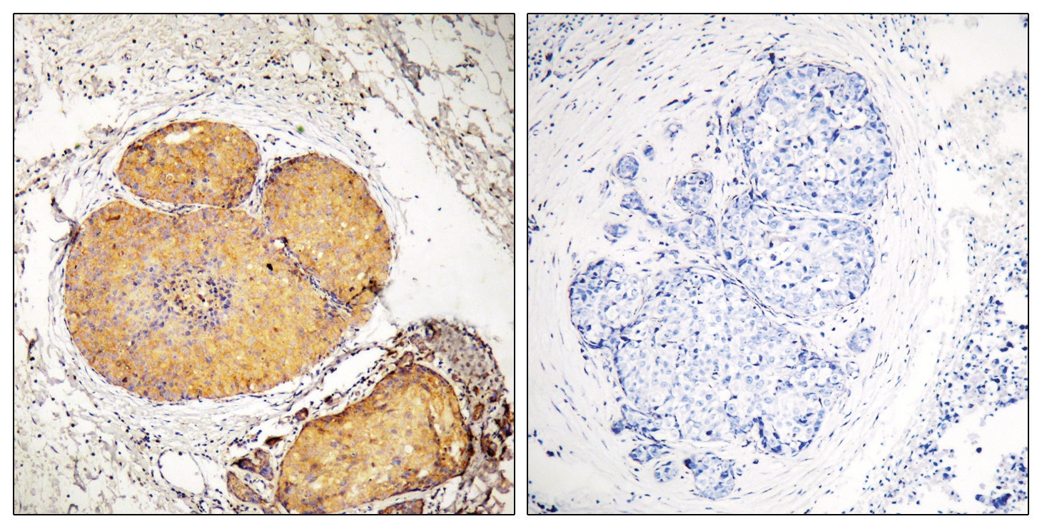 FADD Antibody