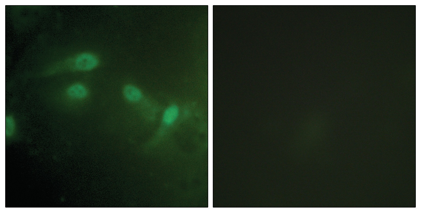 MDM2 Antibody