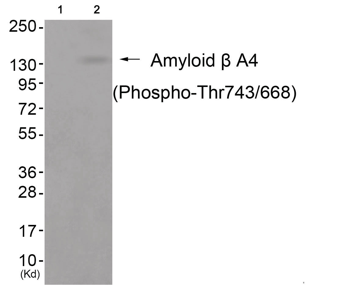 APP Antibody